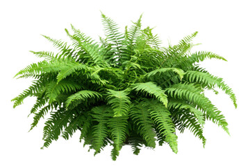 Lush Green Fern Plant in Basket on Transparent Background