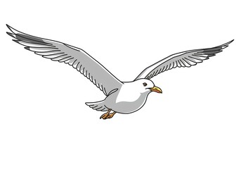 Fototapeta premium A graceful seagull in flight against a transparent background a perfect illustration for nature bird wildlife designs