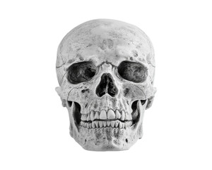 Obraz premium Realistic Human Skull Model isolated on transparent background, png