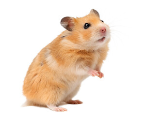 Cute golden hamster standing on its hind legs