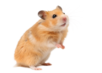 Cute golden hamster standing on its hind legs