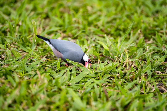 The Java Sparrow, (Lonchura oryzivora)