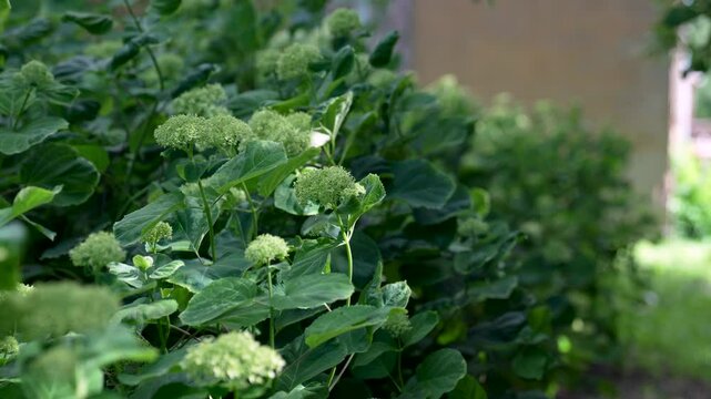 Hydrangea inflorescences grow in backyard of house in summer, swaying in wind. Flowers are lined up in row along path. Urban landscape design, ornamental plantings, outdoor gardening