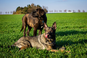 german shepherd dog on grass