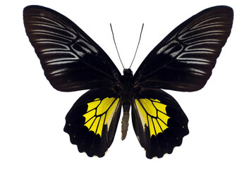 This black and yellow Troides rhadamantus butterfly showcases striking wing patterns while perched. Found in tropical regions, it highlights the beauty of nature.