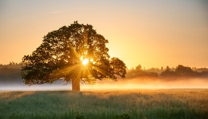 oak tree in meadow at sunrise sunbeams breaking through morning fog