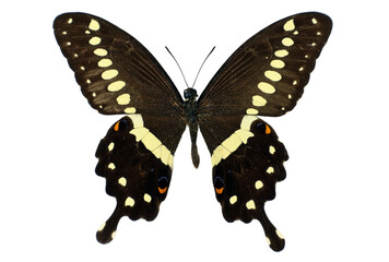 Papilio lormieri showcases distinctive wing patterns with striking yellow spots against dark wings while resting on a nearby leaf. This moment captures the beauty of nature vividly.