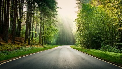 Obraz premium road in forest