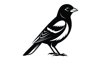 baltimore oriole bird on white silhouette