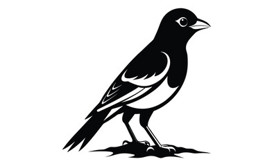 Obraz premium baltimore oriole bird on white silhouette