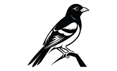Obraz premium baltimore oriole bird on white silhouette