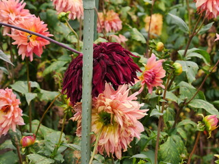Dahlia plants in full bloom, tied to a sticks so that the plants does not collapse, blurred for- and background, pretty green, dark red, pink, yellow contrast. Ideal as a background