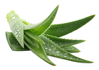 Fresh aloe vera leaves with water droplets on a transparent background
