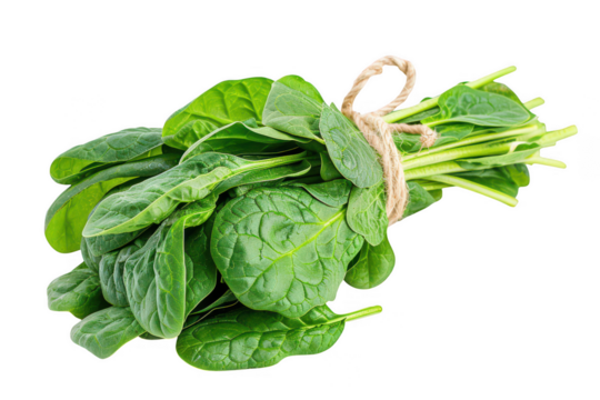 Bunch of fresh spinach tied with string  on transparent background