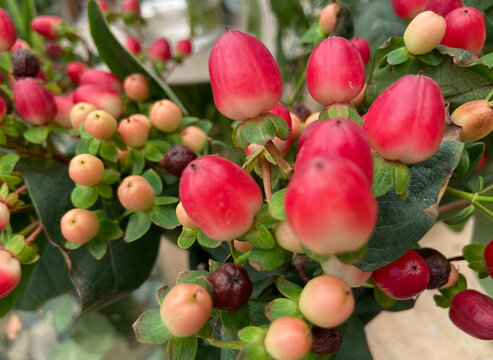 Hypericum androsaemum or Tutsan branches with red berries for floral arrangements in the garden. Selective focus.