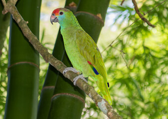 red-browed parrot on branch