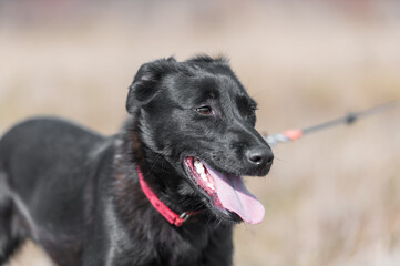 Black rescued dog on a leash during regular walk and socialization and obedience training.