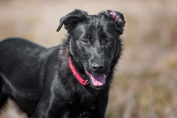 Black rescued dog on a leash during regular walk and socialization and obedience training.