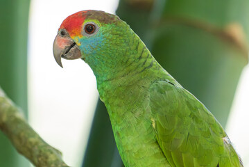 parrot close-up