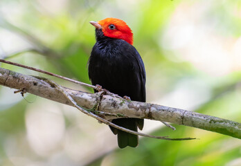 Red-headed bird