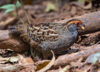 brazilian quail feeding