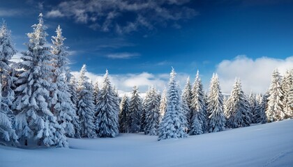 Fototapeta premium snow covered trees on wintry landscape