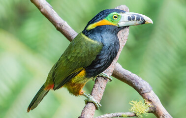 colorful toucanet