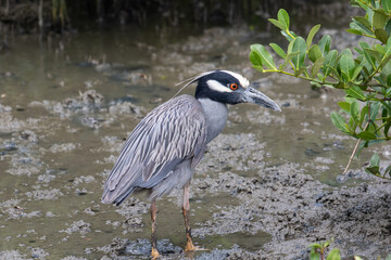 wader on marsh