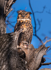 Great horned owl watching over owlets in Minnesota