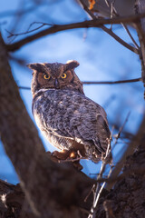 Great horned owl perched in Minnesota with striking yellow eyes