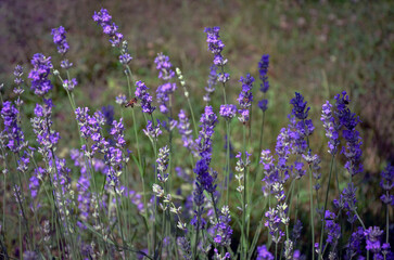 Obraz premium Sunlit purple lavender blooming in the garden.