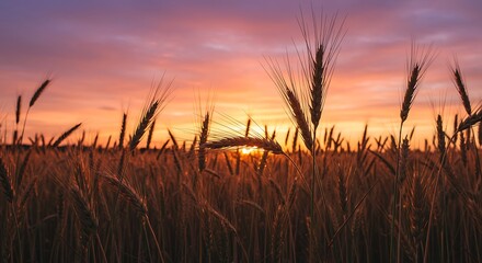 Fototapeta premium Golden Hour Harvest AI Generated
