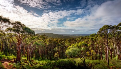 forest in the adelaide hills