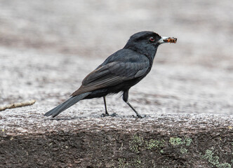 black bird eating an ant