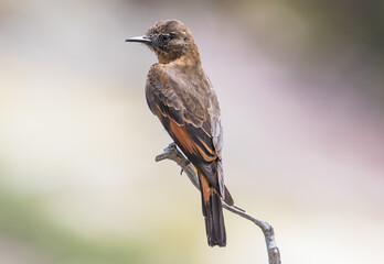 brown bird perched