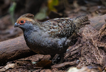 wild quail