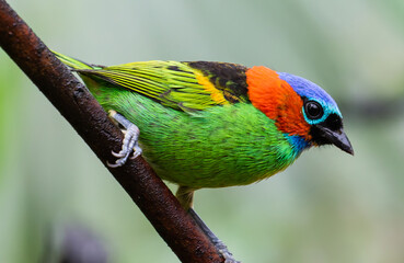 colorful bird