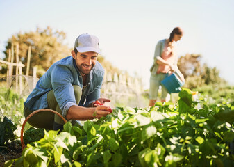 Gardening, happy and couple with vegetables for growth, farming and harvesting crops. Agriculture,...