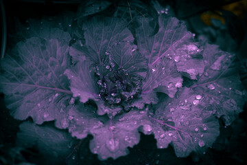 Purple cabbage with water droplets