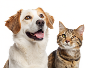 Playful dog and curious cat together with transparent background