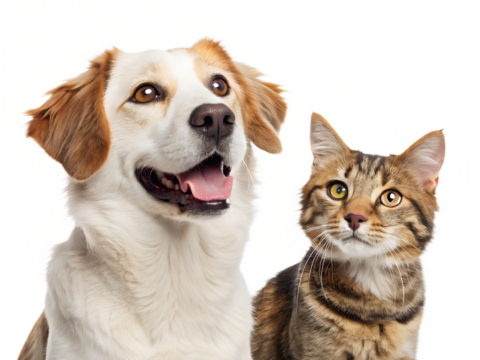 Playful dog and curious cat together with transparent background