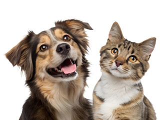 Happy dog and playful cat together with transparent background