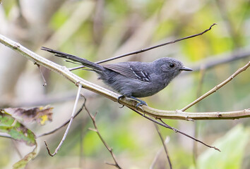 gray bird