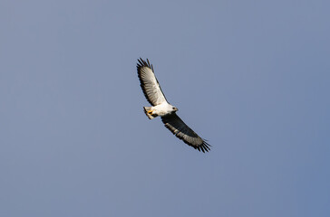 hawk flying on the blue sky