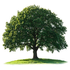 A Healthy Tall Oak Tree with Broad Canopy on Green Hill Isolated on Transparent Background