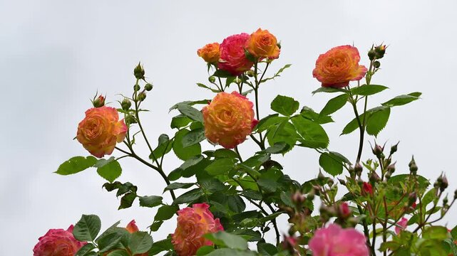 Rosenbusch, bl&uuml;hend, zweifarbig, Gelb, Rot, Sommer