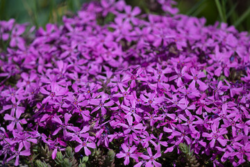 Flowering Phlox subulata_L. Perennial herbaceous plant, Polemoniaceae family.