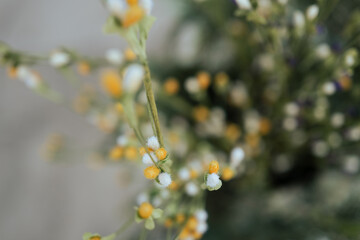yellow flowers on a tree