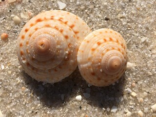 Sundial shells on sandy beach