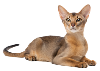 Playful cat lounging on a soft surface with a curious expression